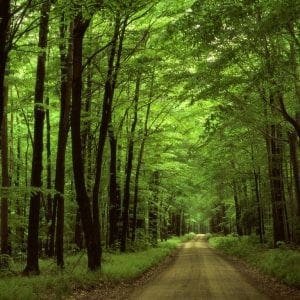 Foresta di Mercadante