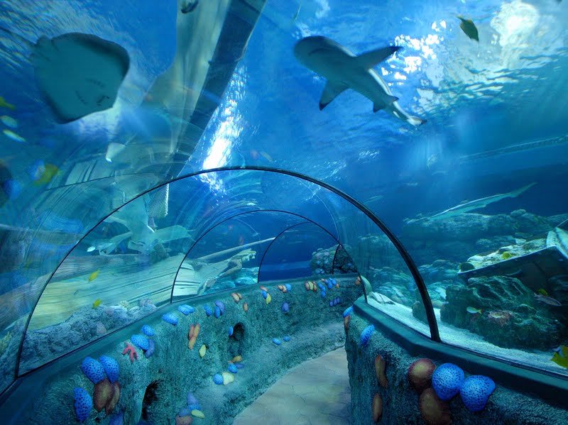 Sea Life Benalmadena 5 Sea Life Benalmadena