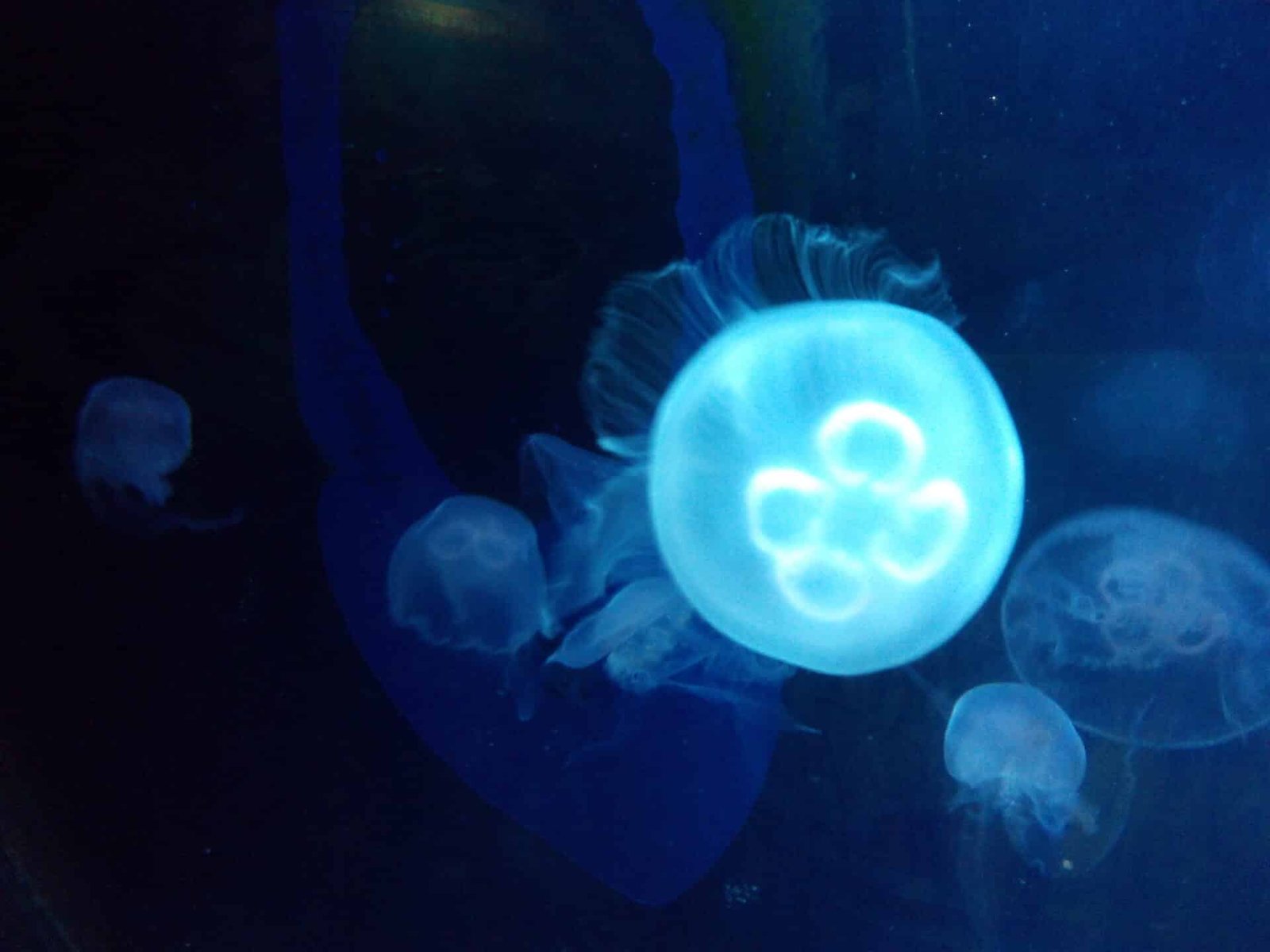 Sea Life Benalmadena 6 Sea Life Benalmadena