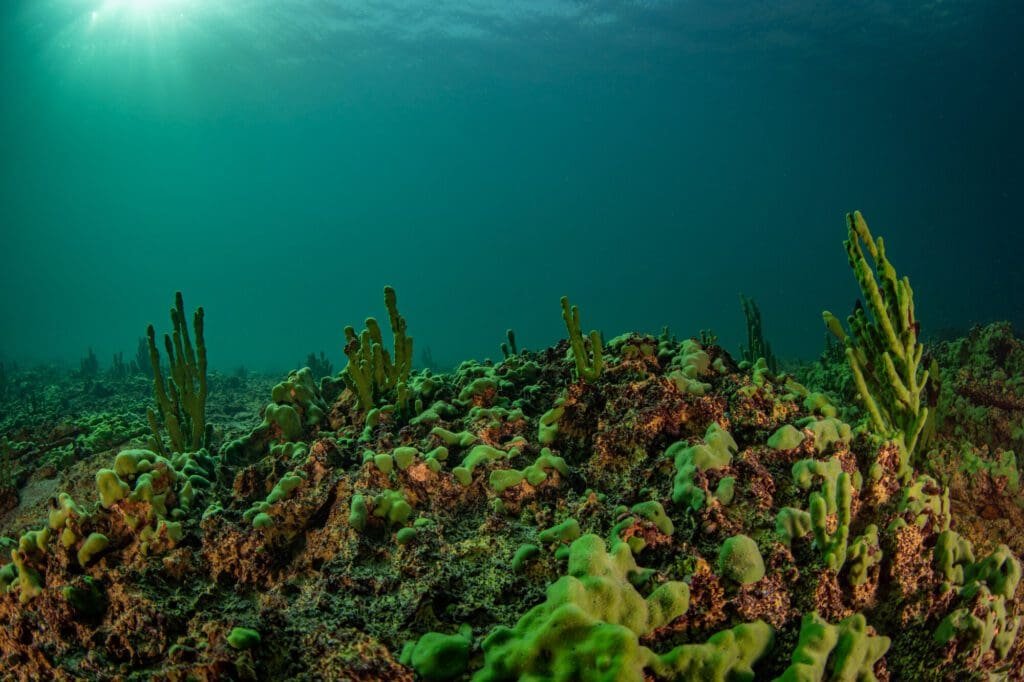 30 Interesting Facts About Lake Baikal 8 Lake Baikal Underwater