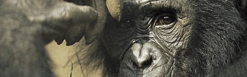 bonobo pan paniscus 1 Endangered species