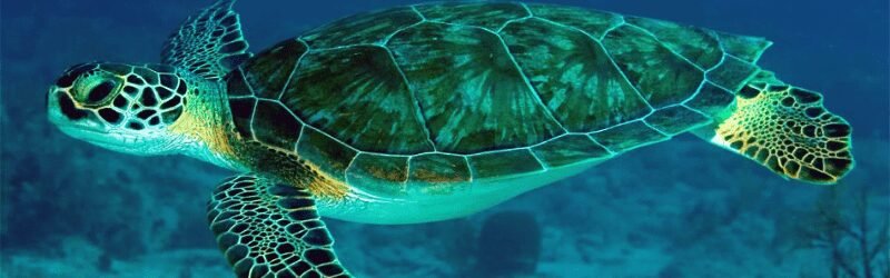Green Turtle (Chelonia mydas)