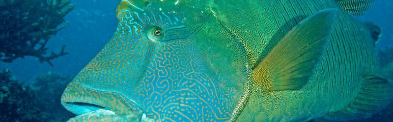 Humphead Wrasse (Cheilinus undulatus)