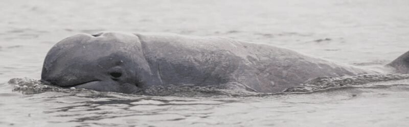 Irrawaddy Dolphin (Orcaella brevirostris)