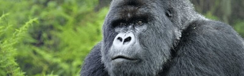 Mountain Gorilla (Gorilla beringei beringei)