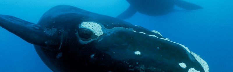 north atlantic right whale eubalaena glacialis Endangered species