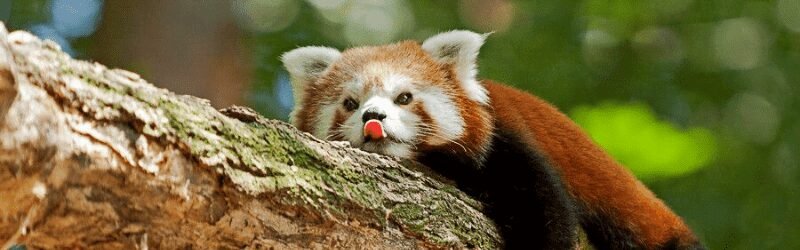 Red Panda (Ailurus fulgens)