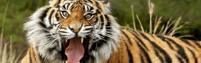 Tiger (Panthera tigris)