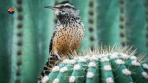 The Official State Bird of Arizona is Cactus Wren