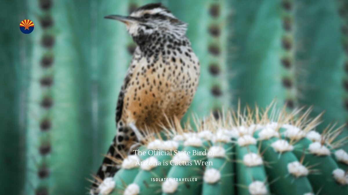 The Official State Bird of Arizona is Cactus Wren