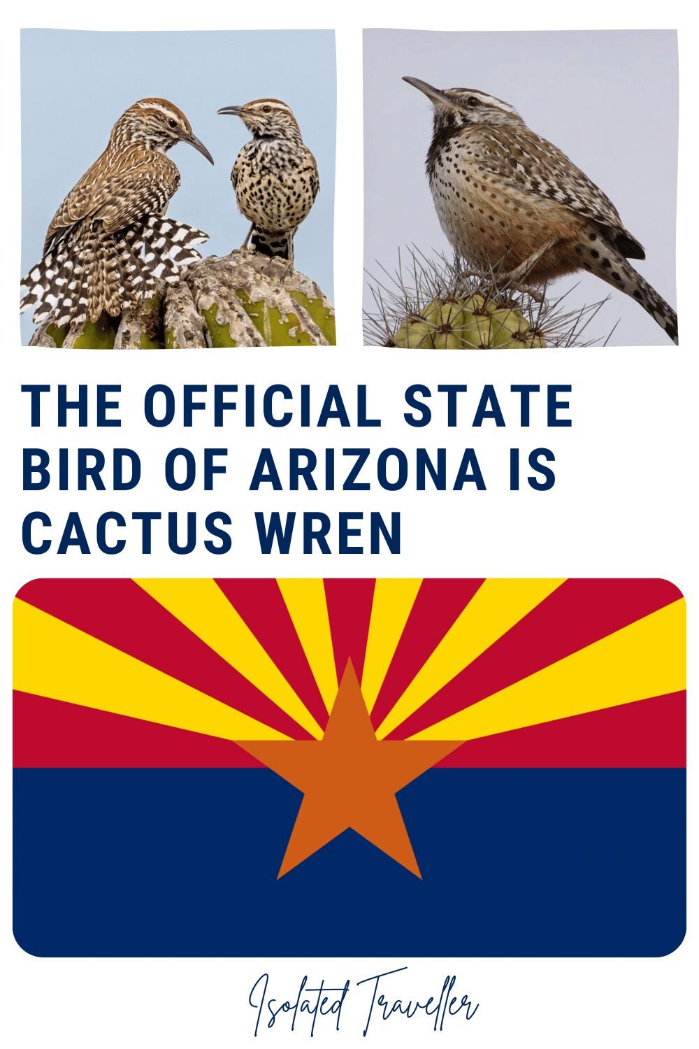 The Official State Bird of Arizona is Cactus Wren 6 The Official State Bird of Arizona is Cactus Wren