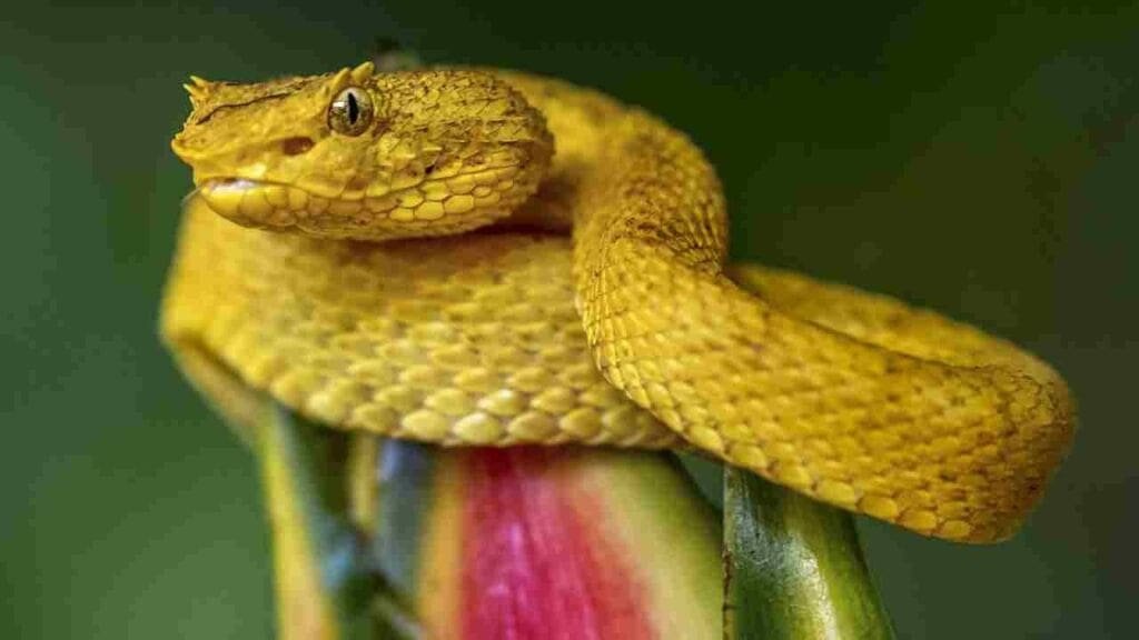 Which island has the most snakes? 6 Golden Lancehead Viper