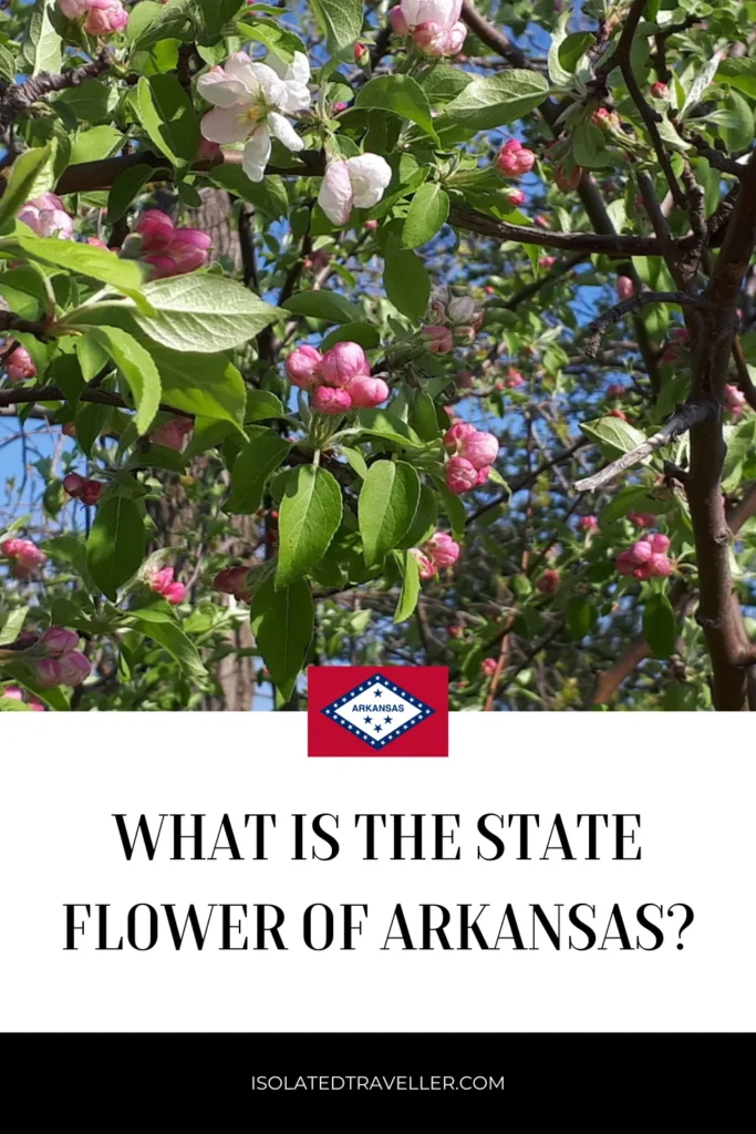 What is the state flower of Arkansas? 7 What is the state flower of Arkansas?