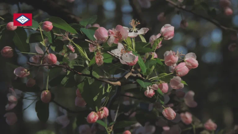 What is the state flower of Arkansas?