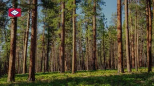 What is the state tree of Arkansas?