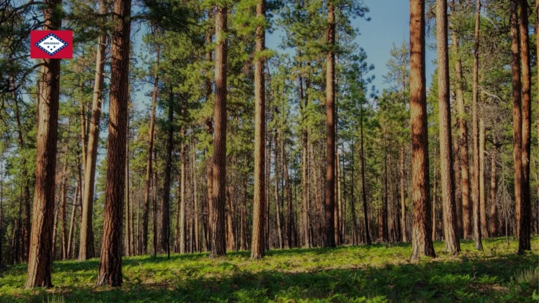 What is the state tree of Arkansas?